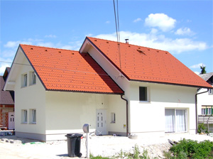 Tulipan